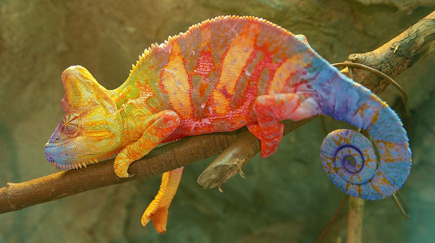 Explosion of colors: the brightest animals of the planet