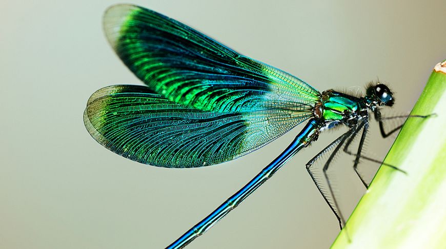 Explosion of colors: the brightest animals of the planet