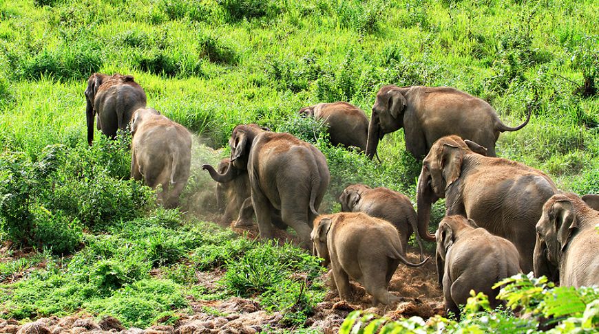 Злиття з природою: 10 найдивовижніших парків Таїланду