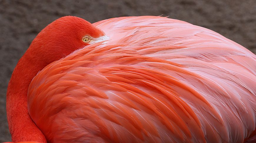 Explosion of colors: the brightest animals of the planet