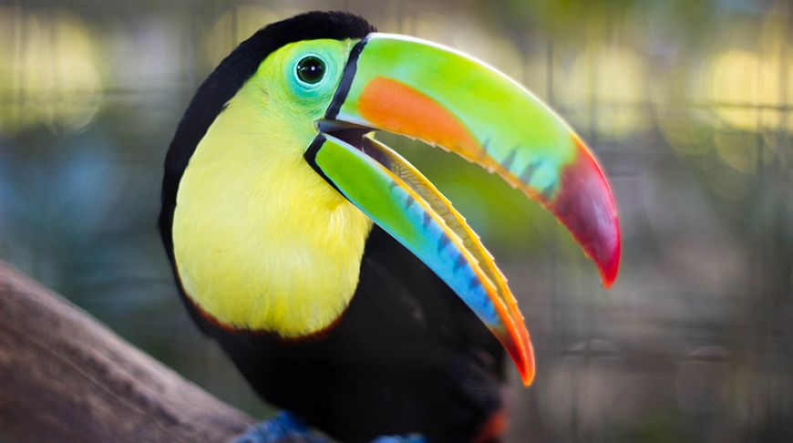 Explosion of colors: the brightest animals of the planet