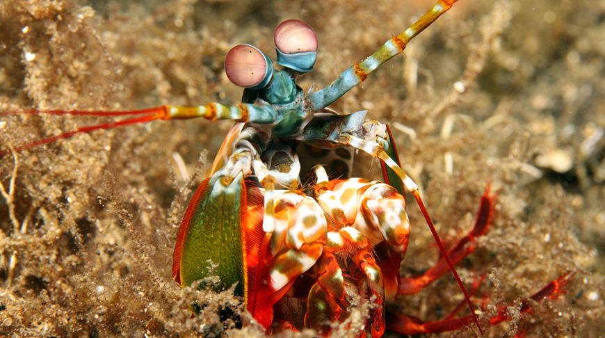 Explosion of colors: the brightest animals of the planet