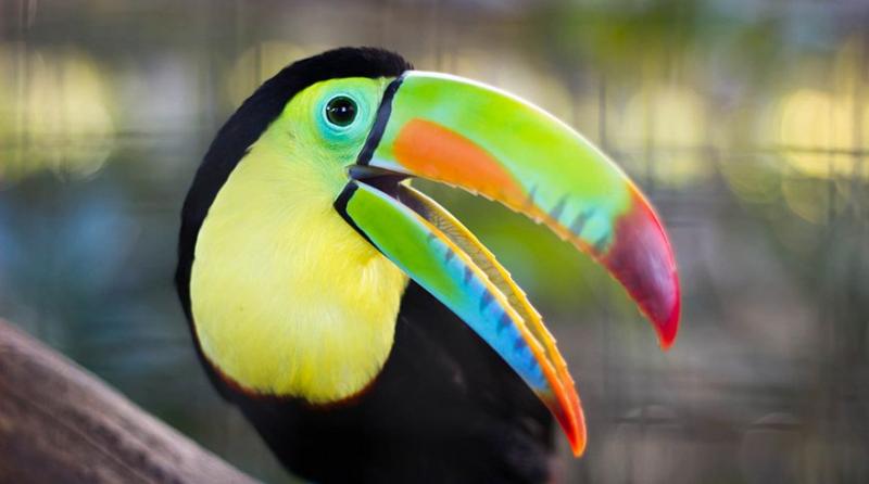 Explosion of colors: the brightest animals of the planet