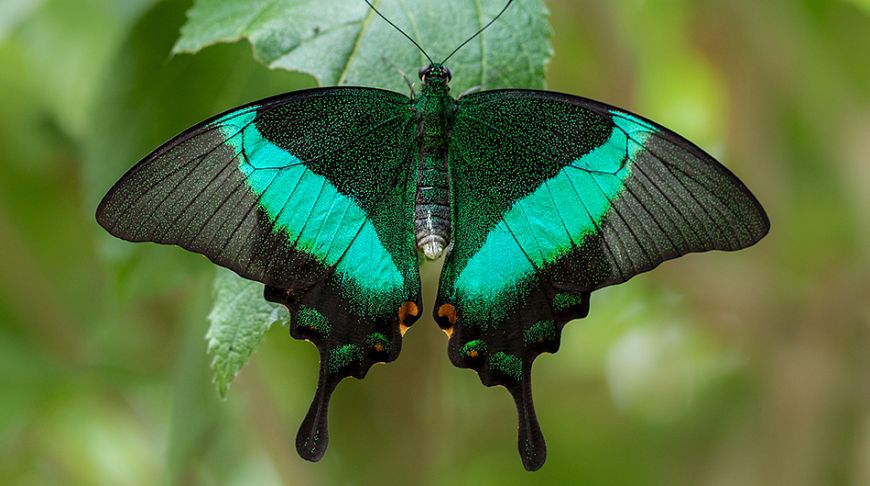 Explosion of colors: the brightest animals of the planet