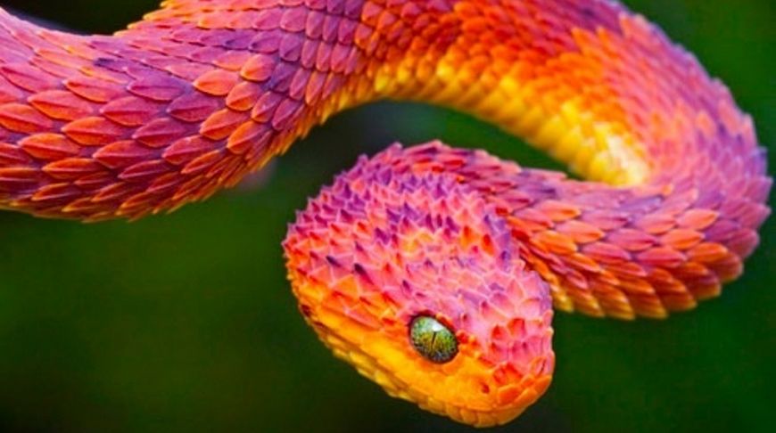 Explosion of colors: the brightest animals of the planet