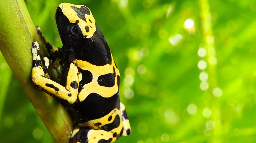 Explosion of colors: the brightest animals of the planet