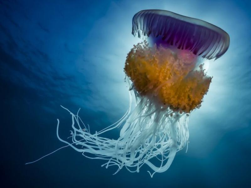 All winners of the Underwater Photographer of the Year 2016 competition