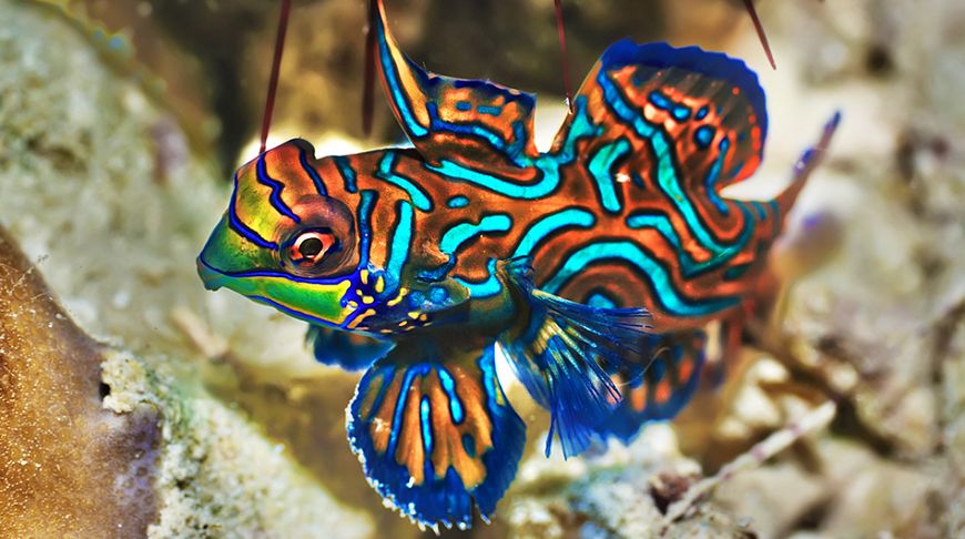 Explosion of colors: the brightest animals of the planet