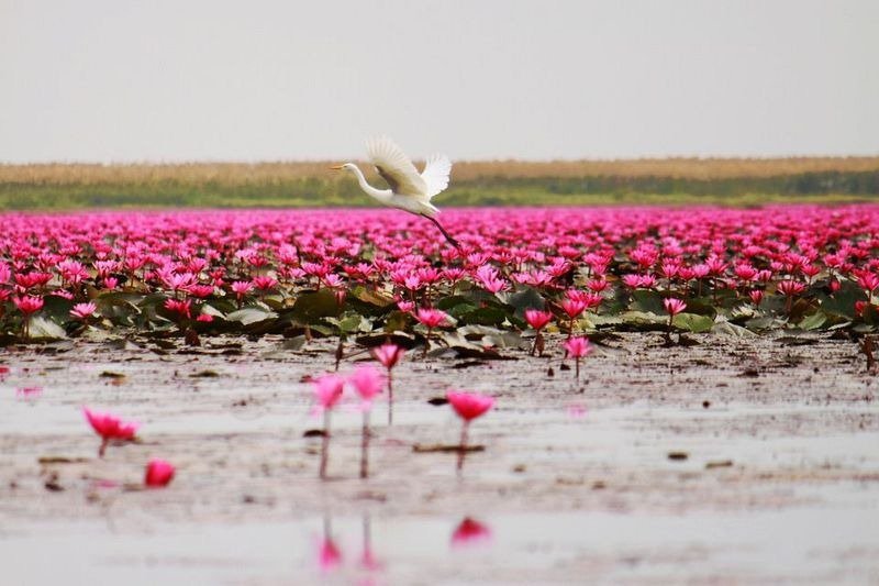 Lake of pink lotuses