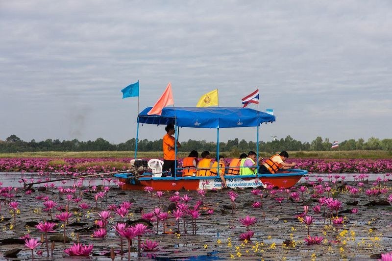 Lake of pink lotuses