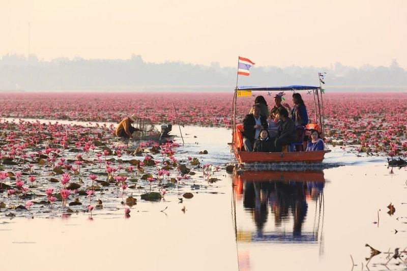 Lake of pink lotuses