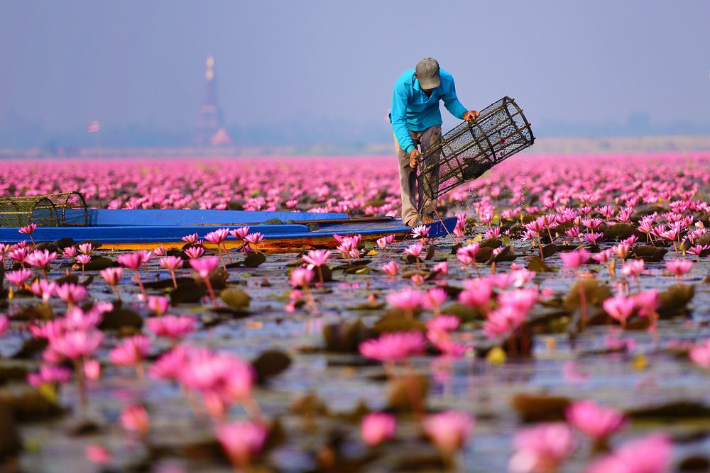 Lake of pink lotuses