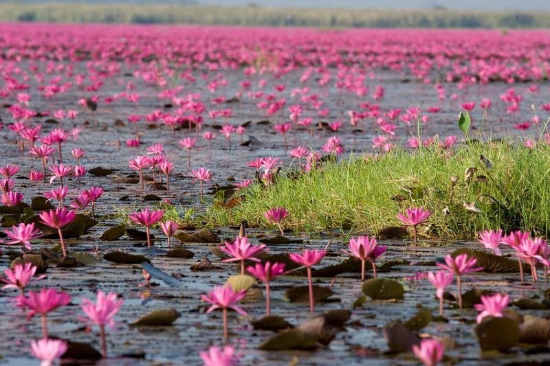 Lake of pink lotuses