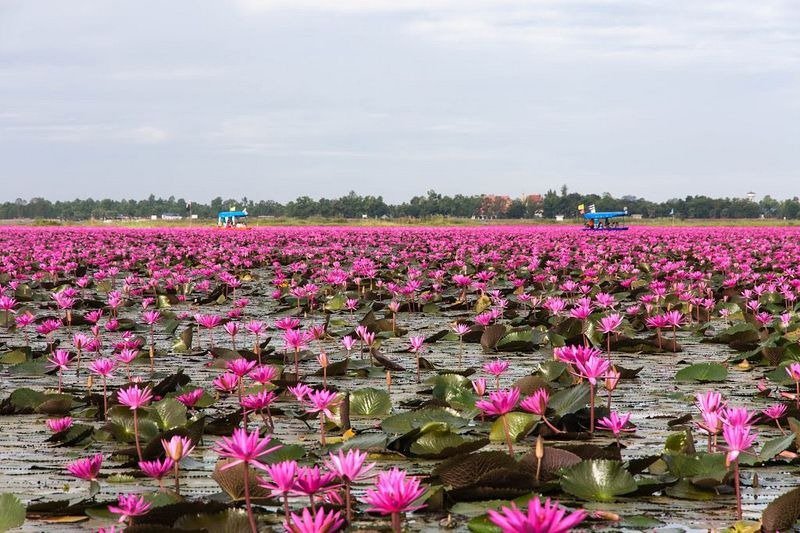 Lake of pink lotuses