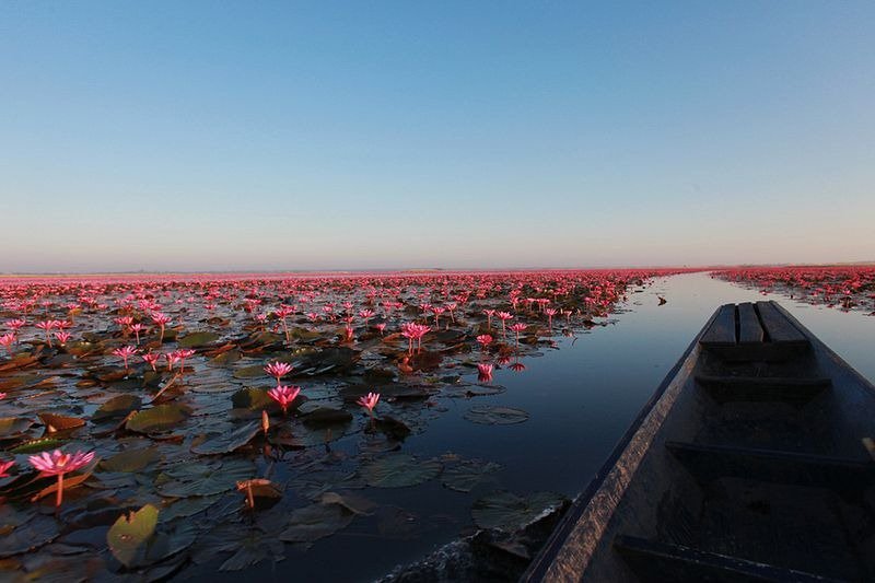 Lake of pink lotuses