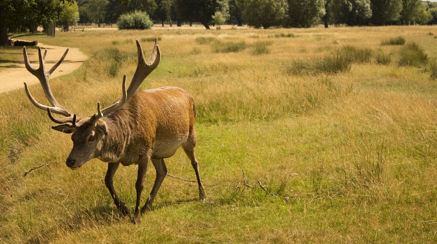 12 reasons why you should visit London at least once in your life