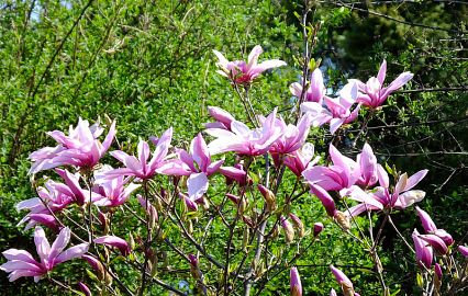 A sea of ​​flowers! The most lush gardens of Kiev