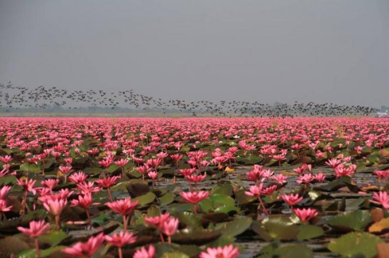 Lake of pink lotuses