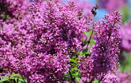 A sea of ​​flowers! The most lush gardens of Kiev