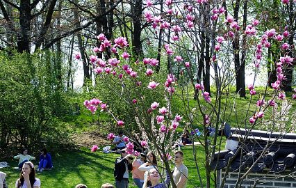 A sea of ​​flowers! The most lush gardens of Kiev