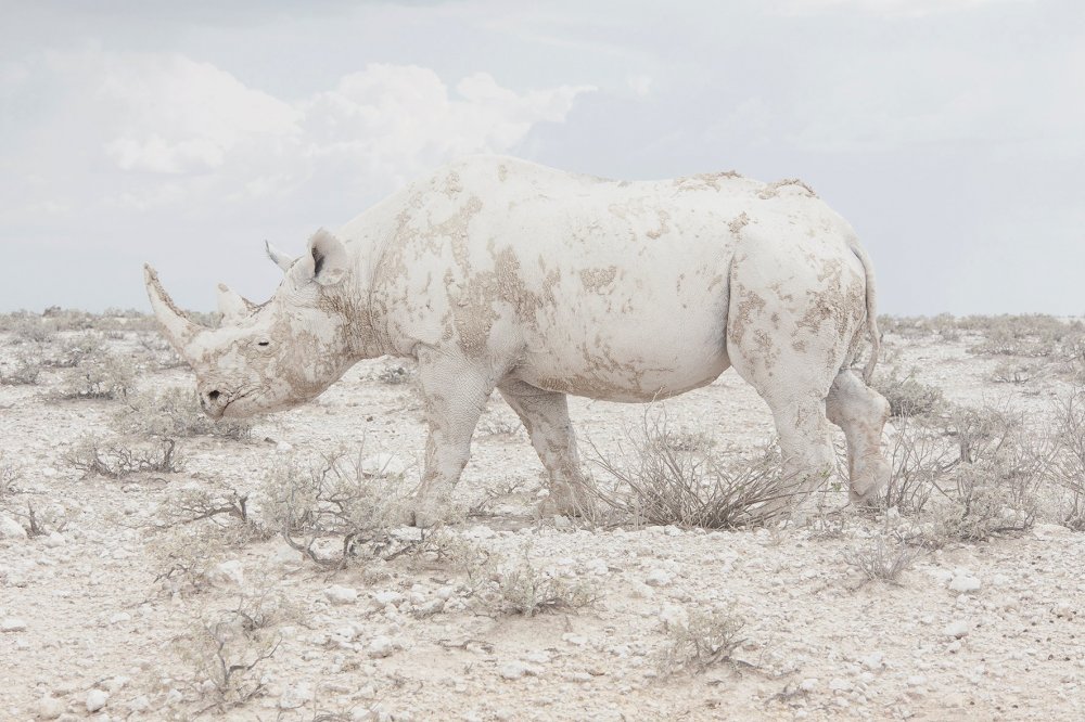 Переможці фотоконкурсу Sony World Photography 2016