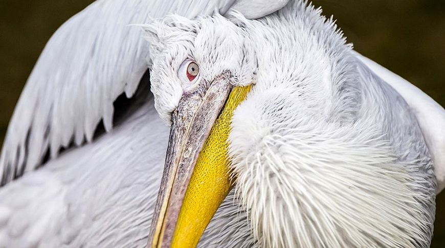 Досконалість природи: 10 неймовірних фотографій квітня від National Geographic