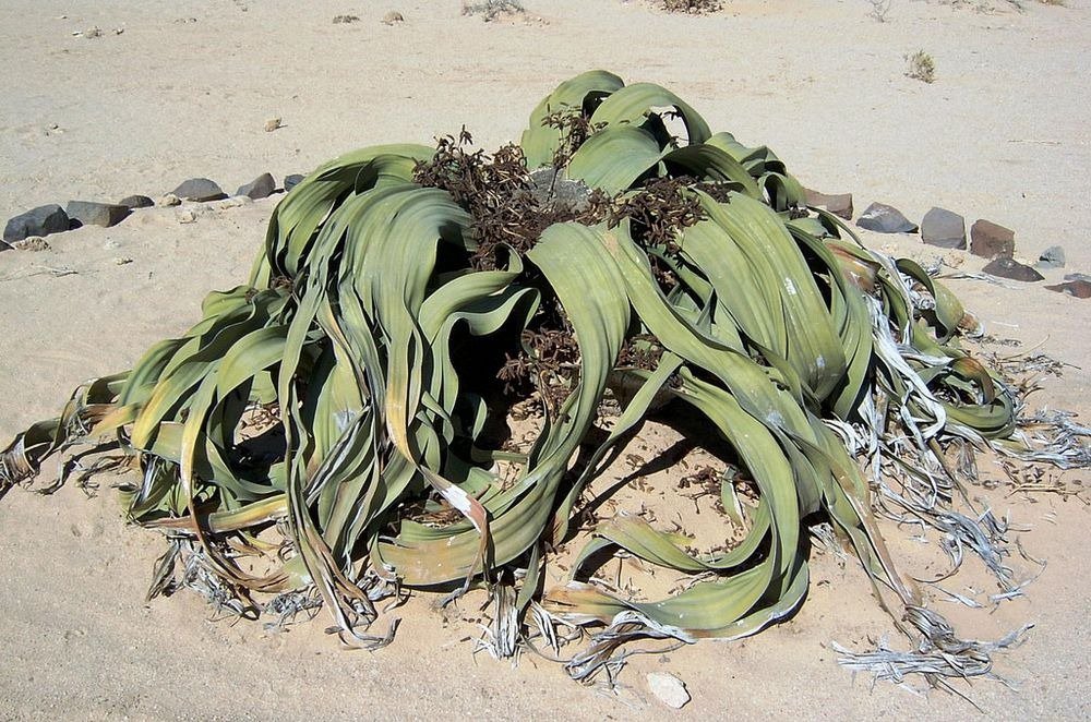 Velvichia is an amazing - the most ugly plant on the planet 