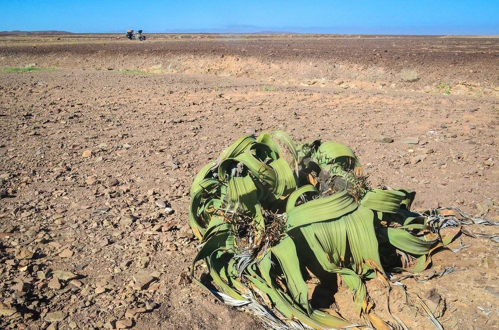 Velvichia amazing - the most ugly plant on the planet 