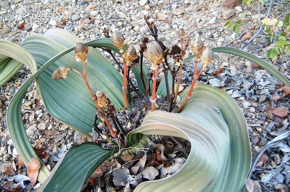 Velvichia is amazing - the most ugly plant on the planet 