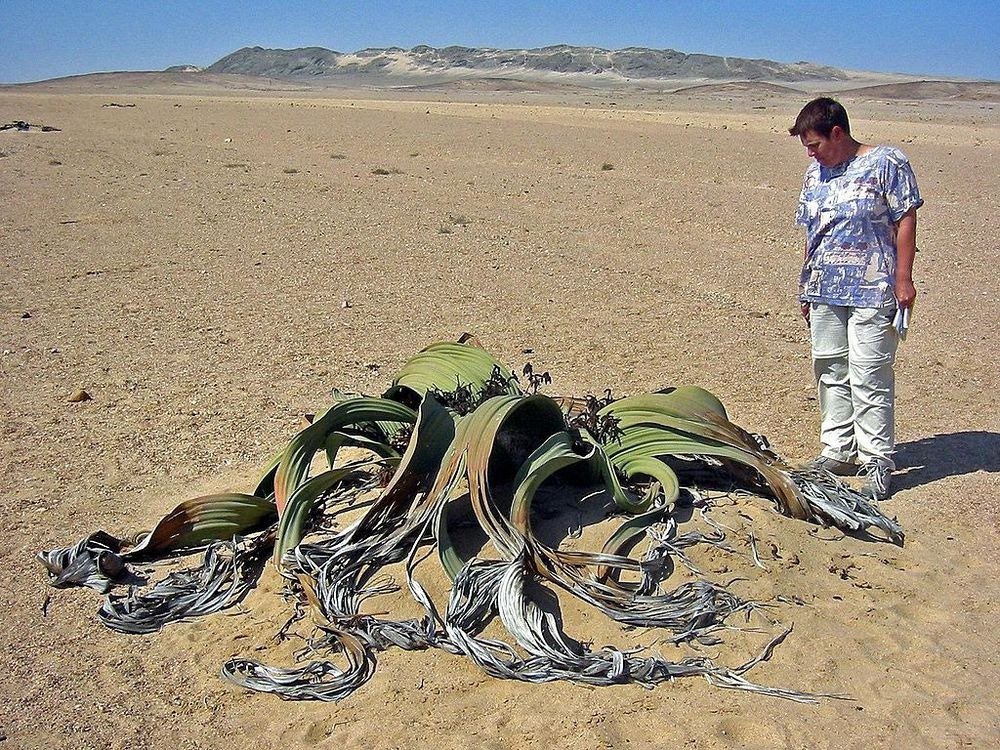 Вельвічія дивовижна - саме потворне рослина на планеті 