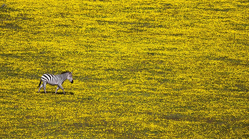 Застиглі секунди планети: 15 кращих конкурсних фотографій від National Geographic