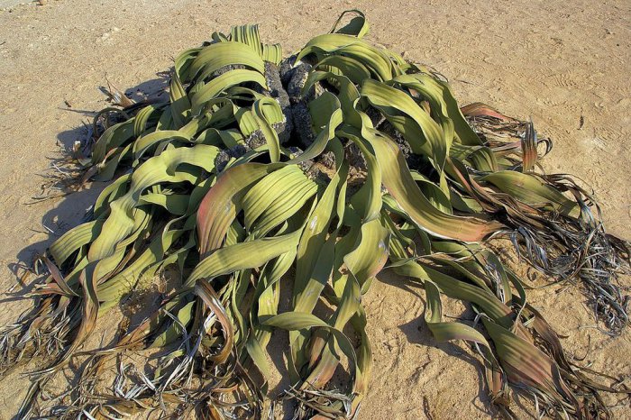 Вельвичия удивительная – самое уродливое растение на планете
