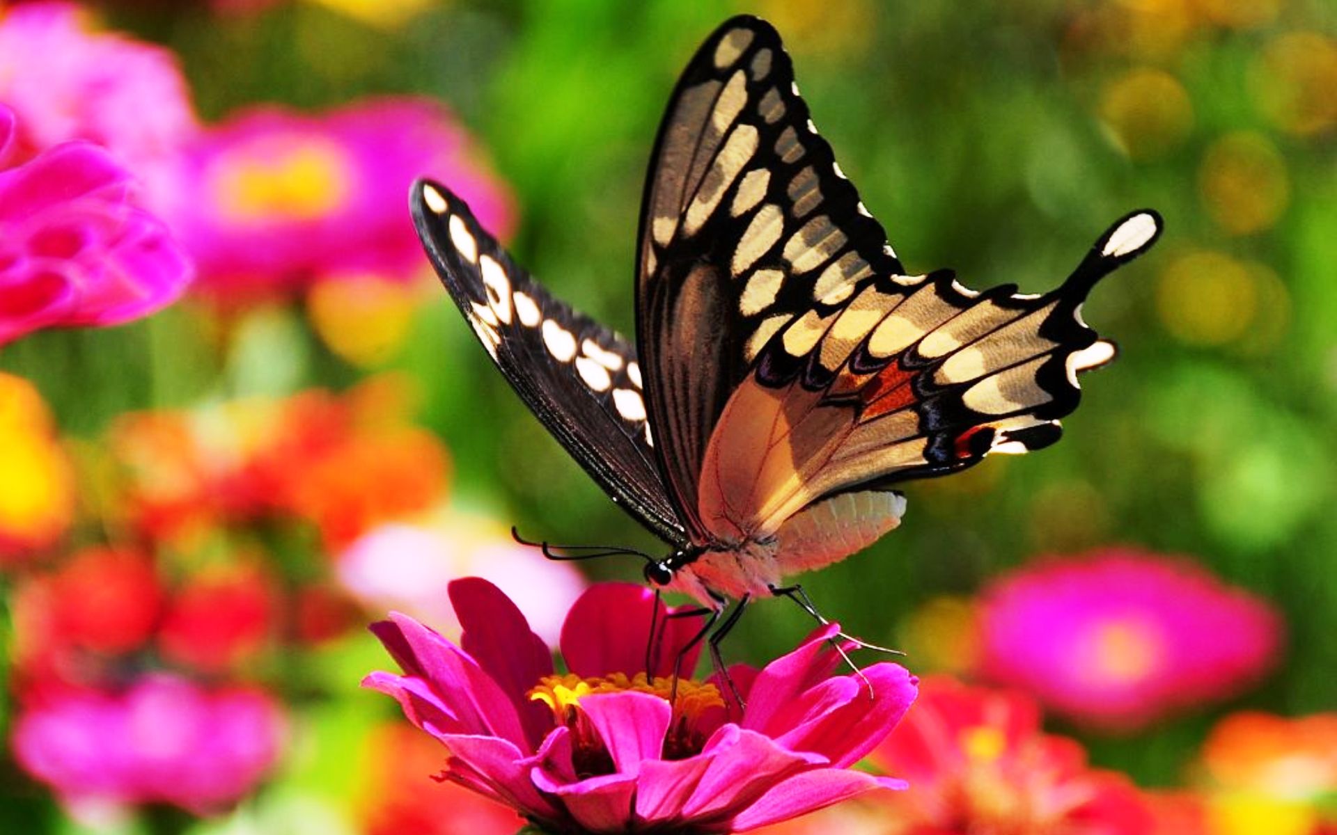Пархающая над цветком бабочка скачать