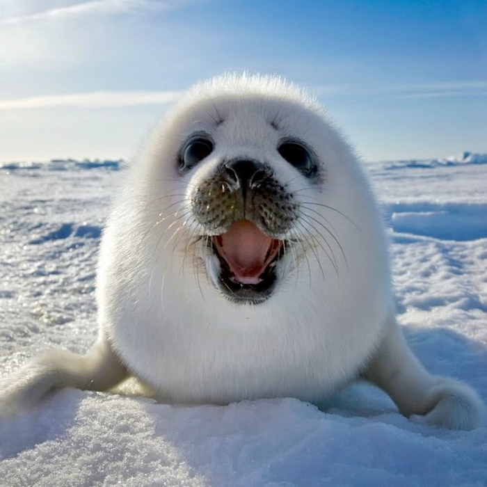 Funny fur seal.