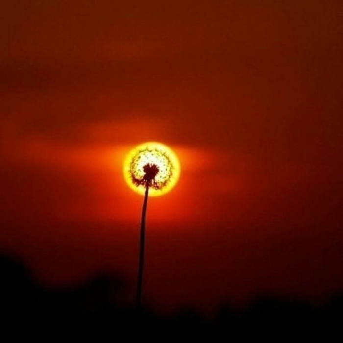 Dandelion against the background of the sun.