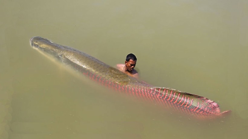 The 10 most terrifying creatures of the Amazon, you will regret that you came 