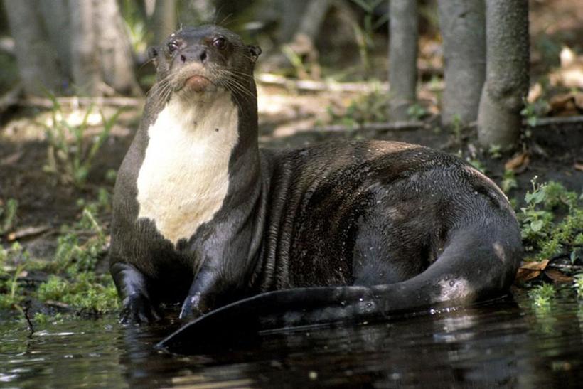 The 10 most terrifying creatures of the Amazon, stumbling upon which you will regret that came