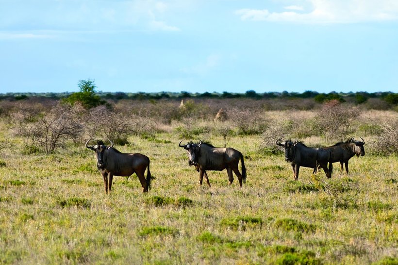 25 зачаровують знімків дикої природи Намібії, від який прискорюється пульс