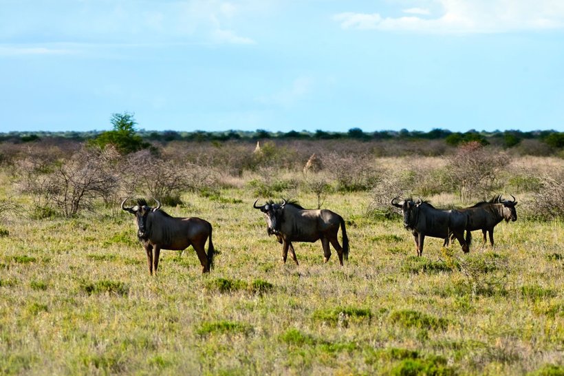 25 fascinating snapshots of the wilderness of Namibia, which speeds up the pulse