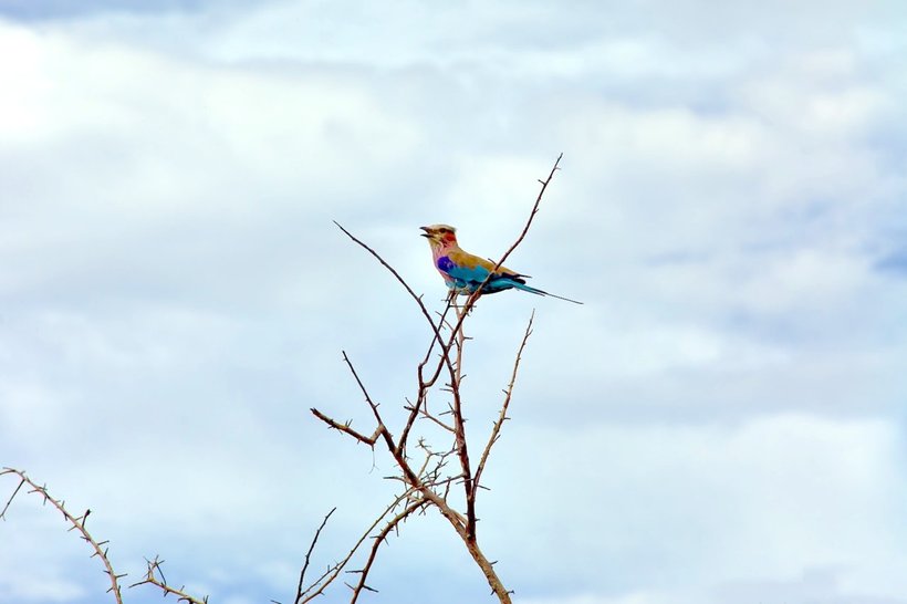 25 bewitching ones mkm of wild nature of Namibia, from which the pulse accelerates