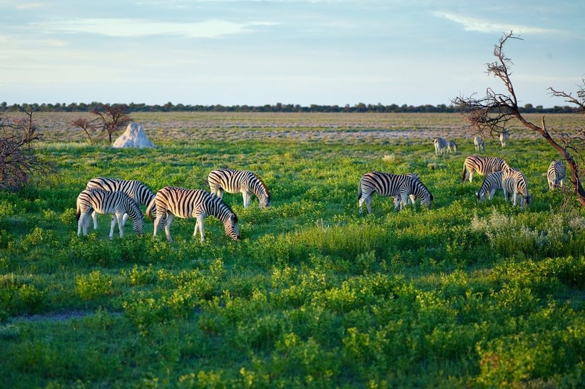 25 fascinating snapshots of the wild nature of Namibia, from which the pulse accelerates