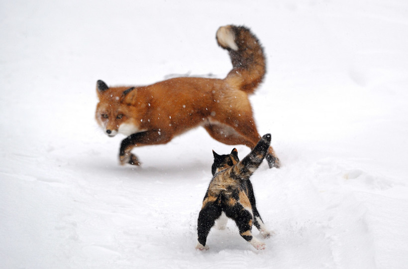 Examples of surprising behavior of animals that are difficult to believe in the reality