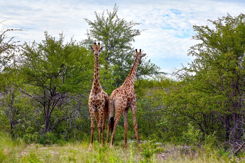 25 завораживающих снимков дикой природы Намибии, от который ускоряется пульс