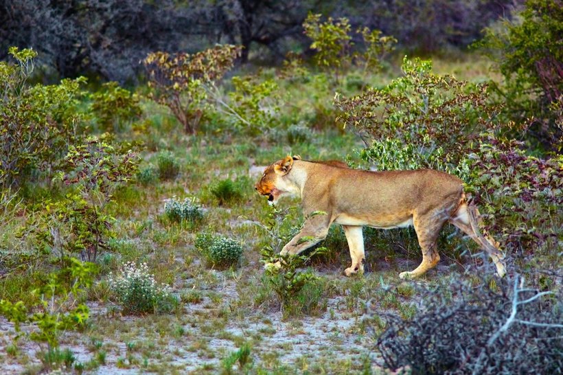 25 fascinating snapshots of the wilderness of Namibia, which speeds up the pulse