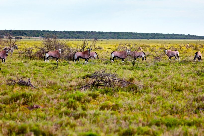 25 fascinating snapshots of the wild nature of Namibia, from which the pulse