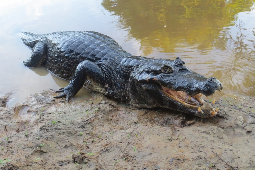 The 10 most terrifying creatures of the Amazon, you'll be sorry that you came 