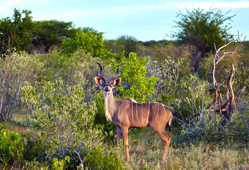  25 зачаровують знімків дикої природи Намібії, від який прискорюється пульс 