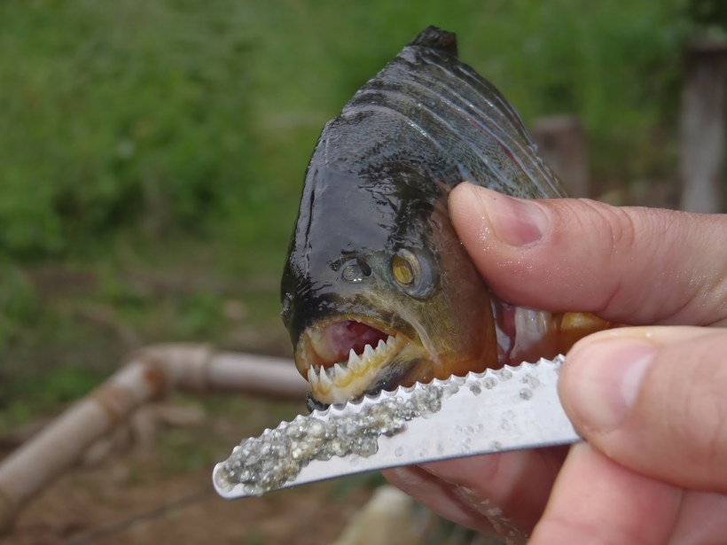 The 10 most terrifying creatures of the Amazon, stumbling upon which you will regret coming