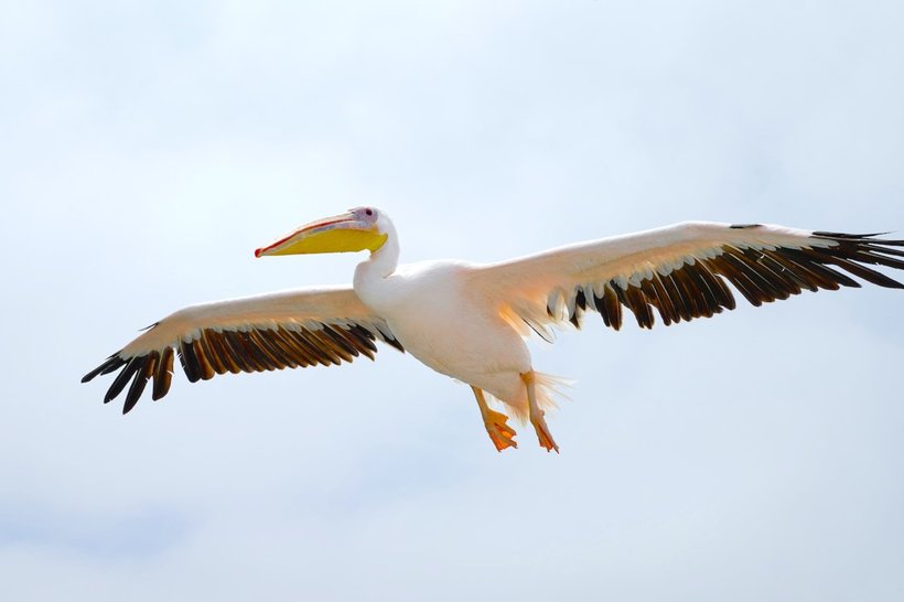 25 for of images of Namibia wildlife, from which the pulse accelerates.