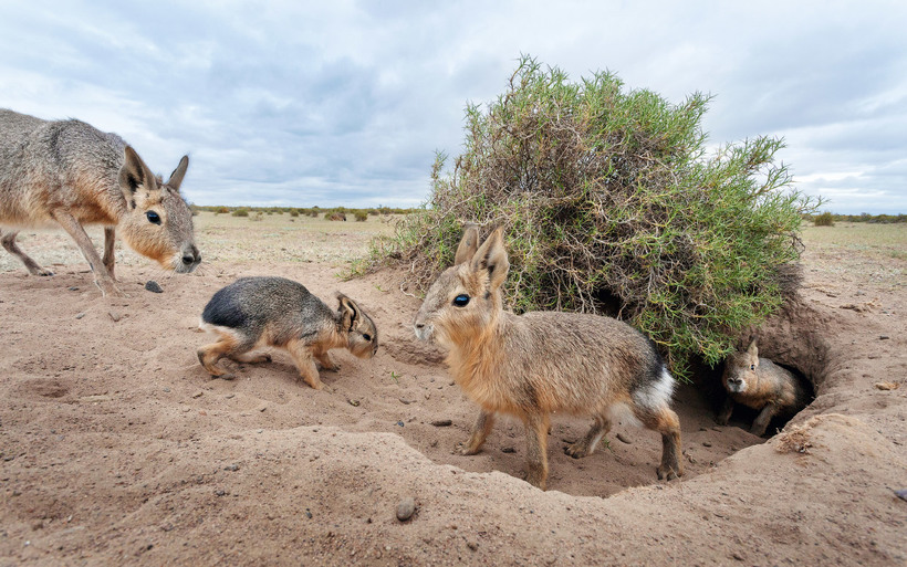 Examples of surprising behavior of animals that are difficult to believe in reality